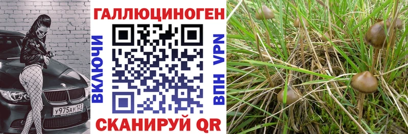 сколько стоит  Кизел  Галлюциногенные грибы MAGIC MUSHROOMS 